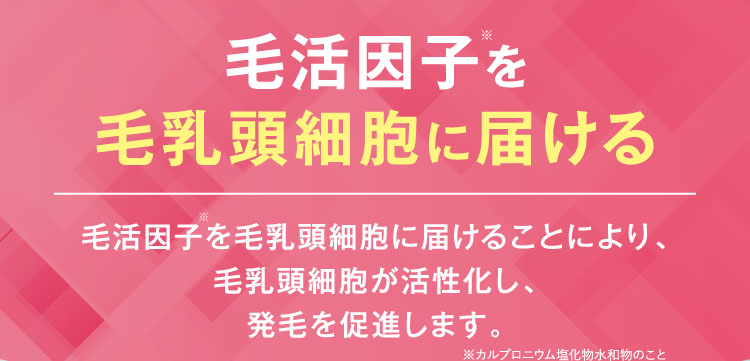 発毛因子を毛乳頭細胞に届ける、発毛因子を毛乳頭細胞に届けることにより、毛乳頭細胞が活性化し、発毛を促進します
