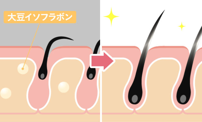 大豆イソフラボンのイラスト