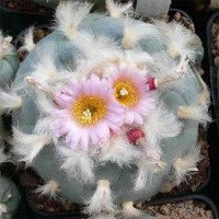 Peyote