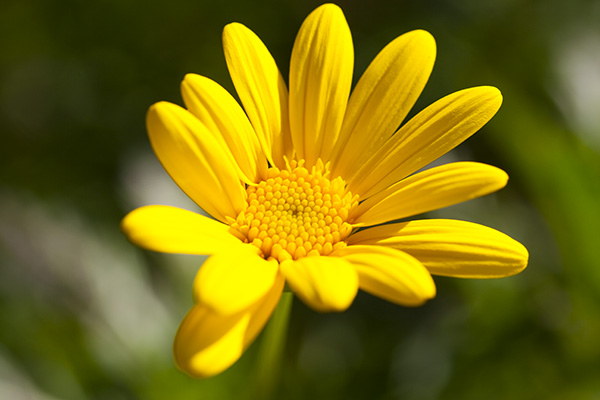 A yellow flower saved with sRGB color space.