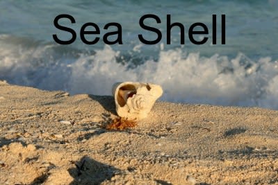 sea shell