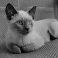 grayscale cat