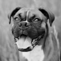 grayscale dog