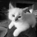 grayscale cat