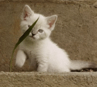 crop gif