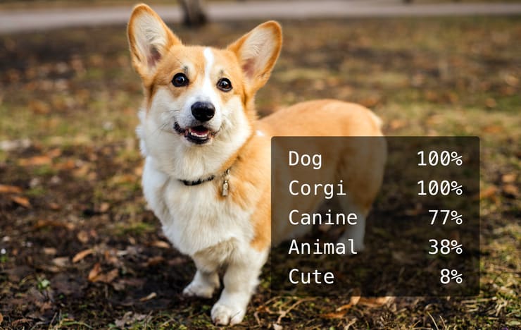 Automatic Image Tagging and Categorization Using Imagga Api