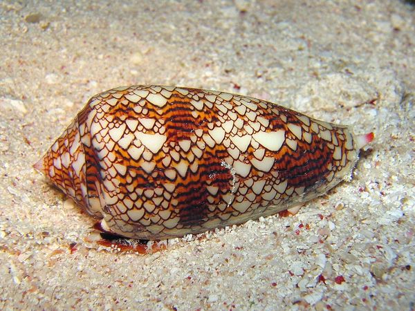 Conus textile sea snail