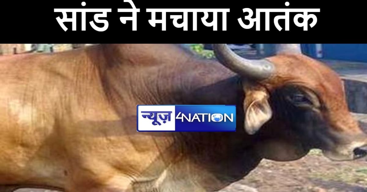 मुंगेर में आवारा सांड ने मचाया आतंक, पंचर दुकानदार की ली जान