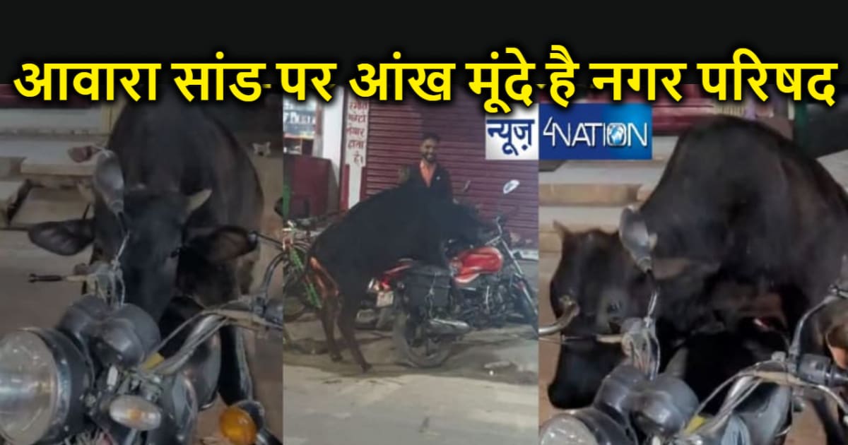 दो लोगों की मौत के बाद भी सबक नहीं सीख रहा नगर परिषद, आवारा 