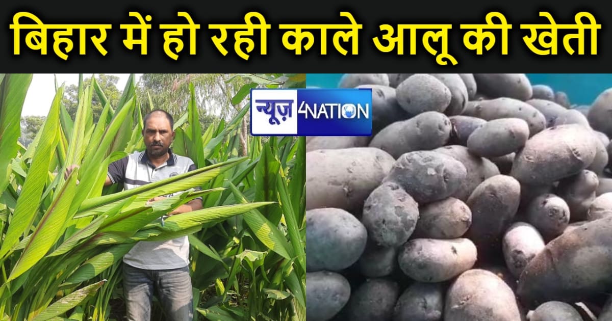 बिहार के इस जिले में किसान कर रहे काले आलू की खेती, अमेरिका 
