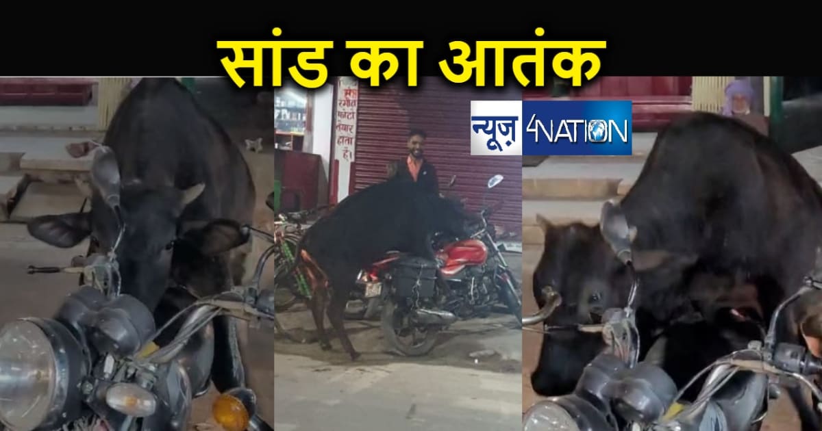 सांड के आतंक से लोग भयभीत, नगर परिषद की उदासीनता से आवारा सा