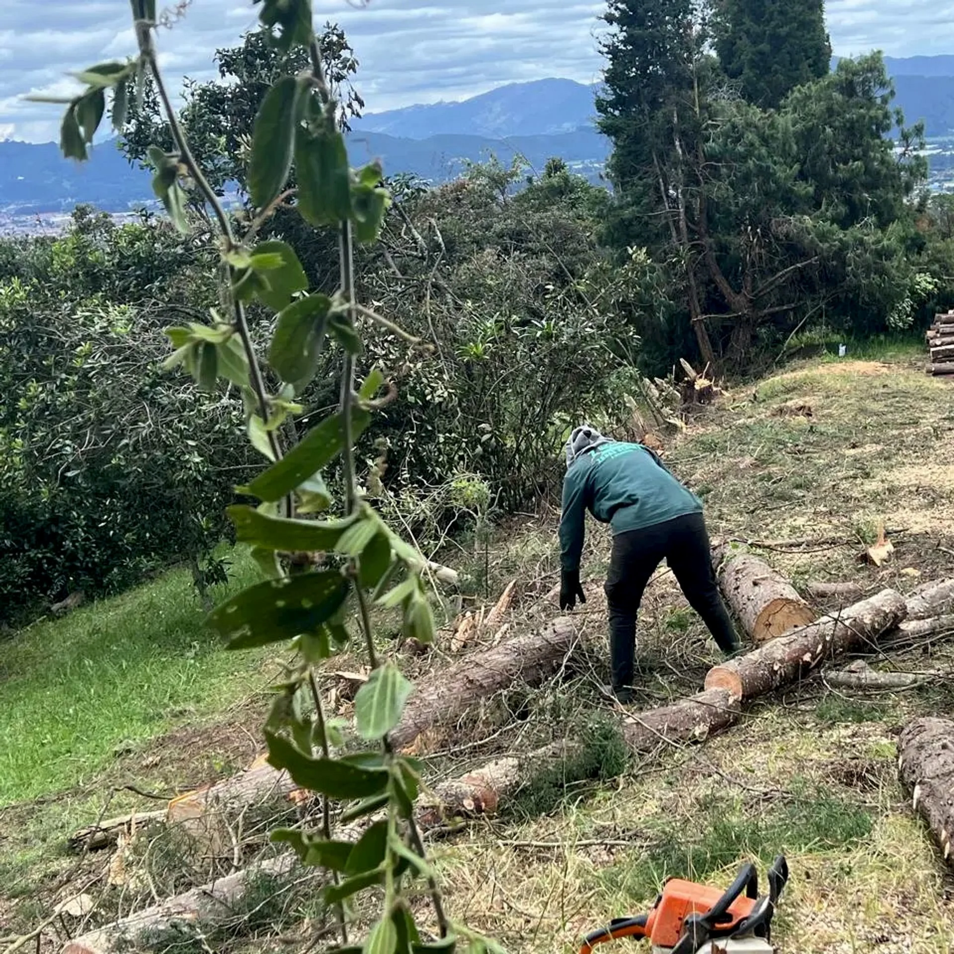 Proyectos poda y tala de árboles