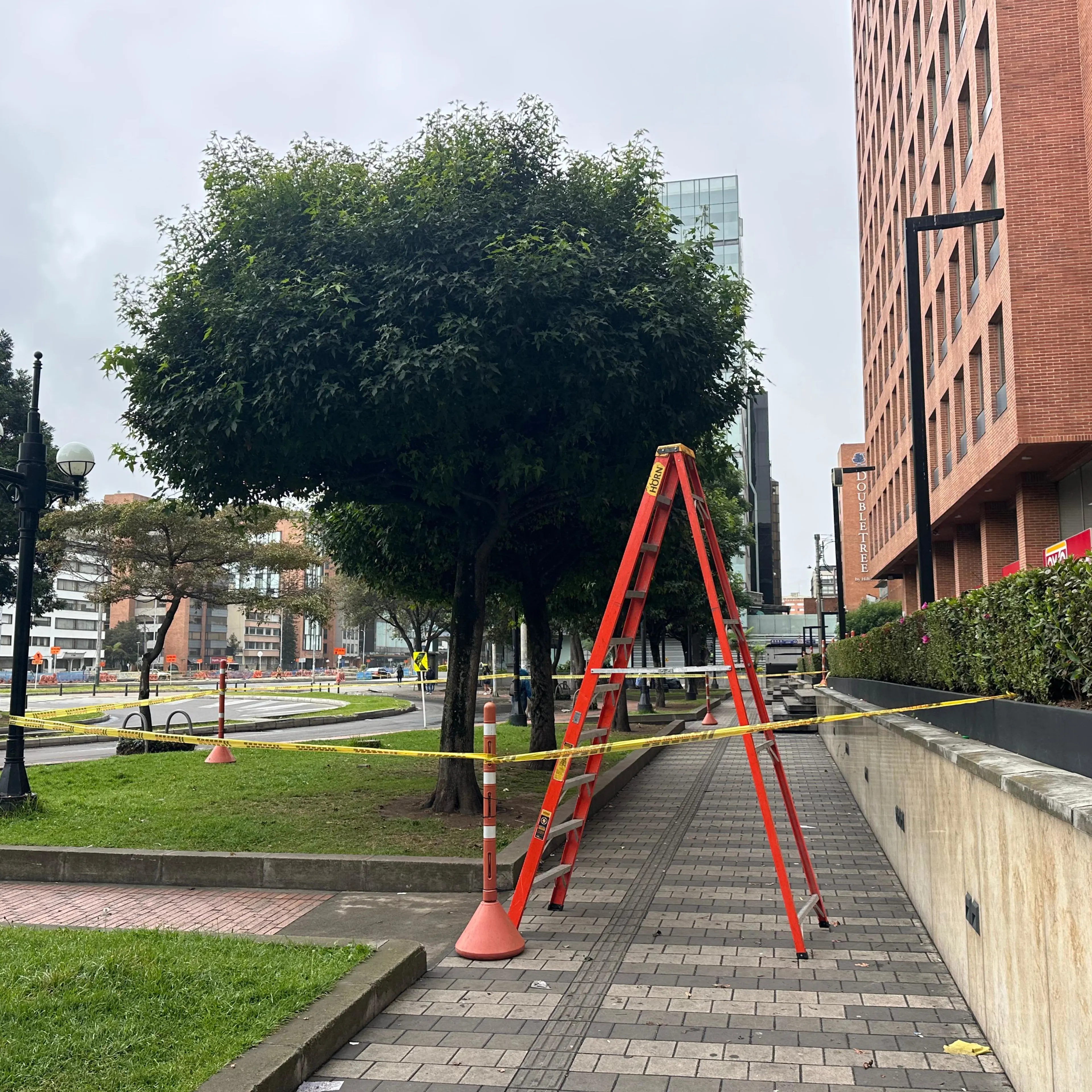 Proyectos poda y tala de árboles