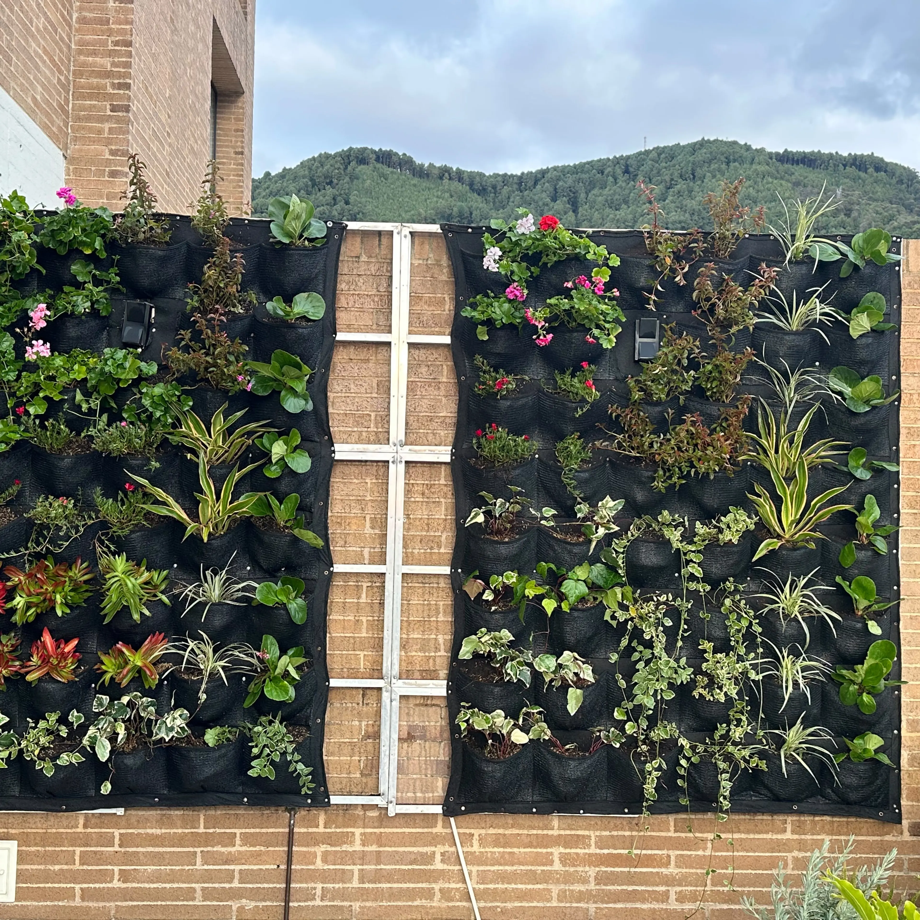 Cercas vivas y jardines verticales