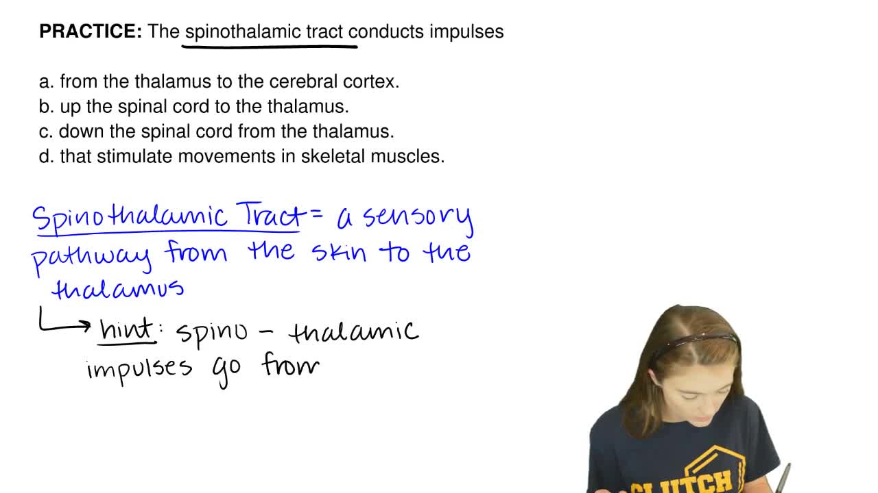 the spinothalamic tract conducts impulsesa clutch prep