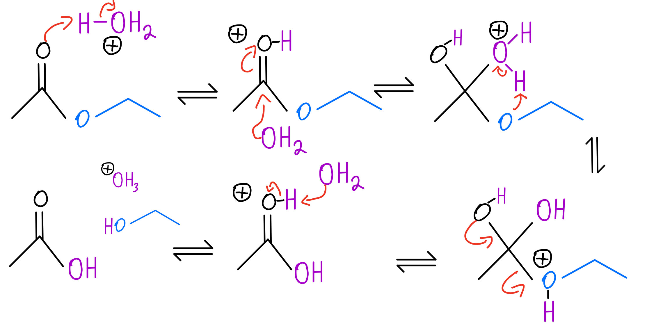 Draw The Products Formed From The Ester Hydrolysis Reaction Shown