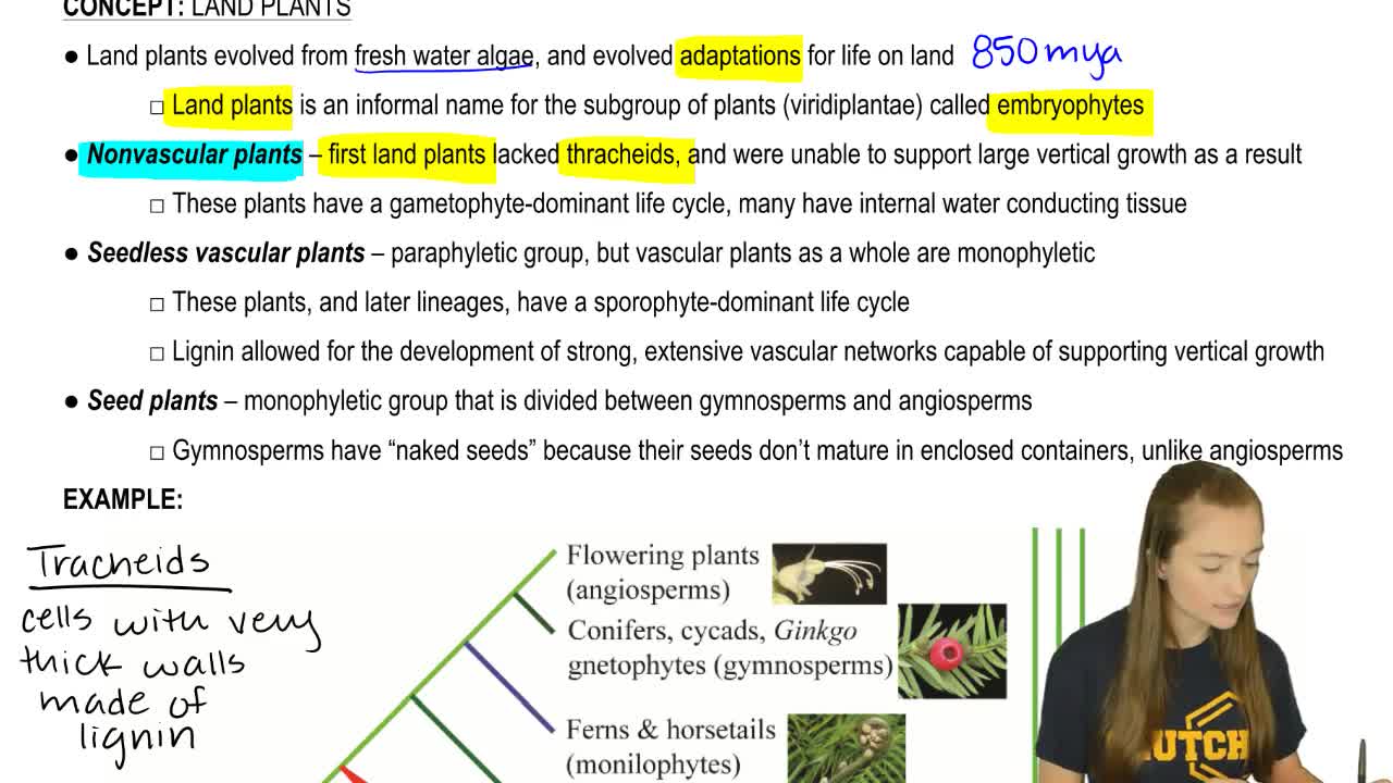Answer: Which Taxon Is Essentially Equival… | Clutch Prep Answer: Which Taxon Is Essentially Equival… | Clutch Prep