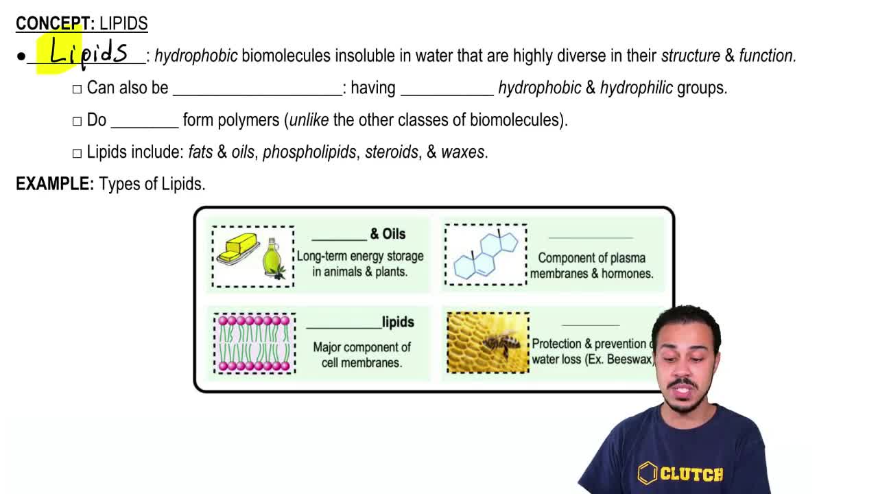 Solution A Common Lipid For Energy Stora Biology