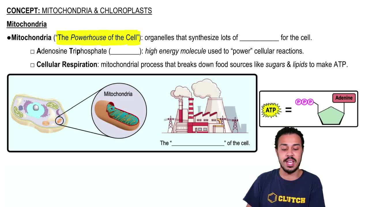 Chloroplasts are not: a. Glucose factori... | Clutch Prep