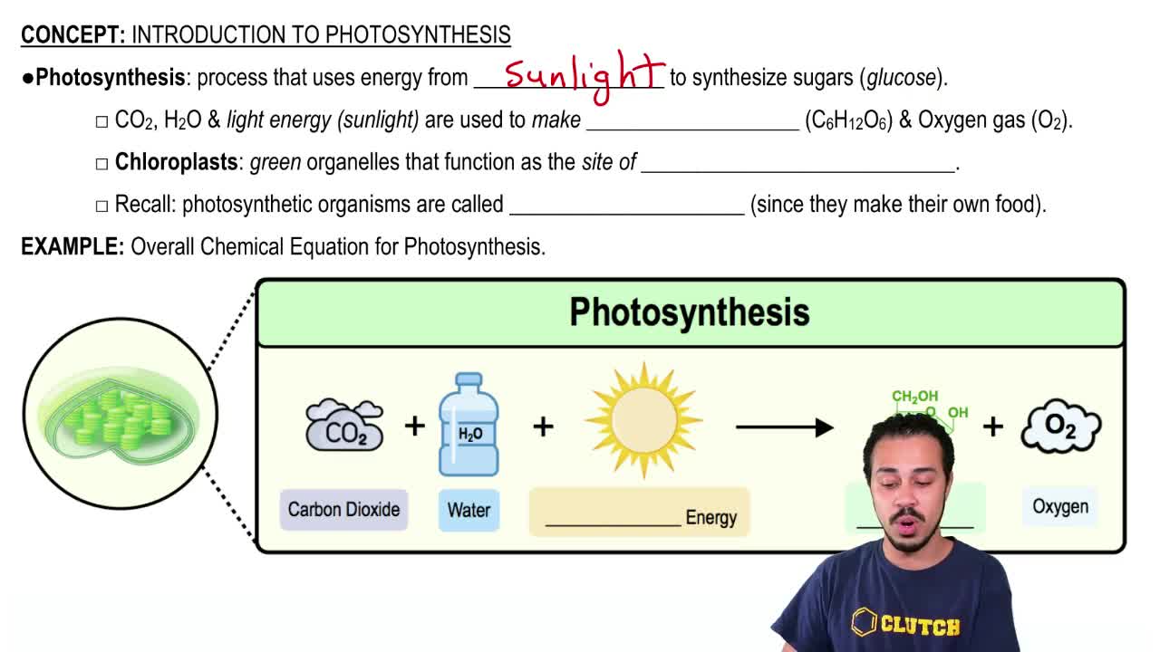 By product of photosynthesis quizlet image