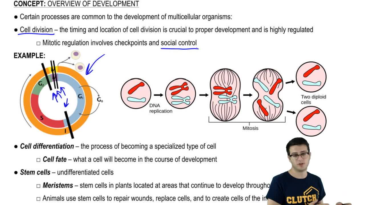 The Genes That Control The Formation Of Sp… | Clutch Prep The Genes That Control The Formation Of Sp… | Clutch Prep