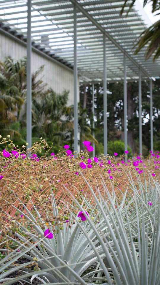 Cal Academy 4_CMG_Portrait_1080x1920