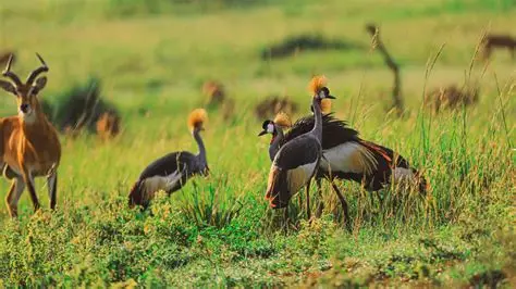 Lake Mburo National Park