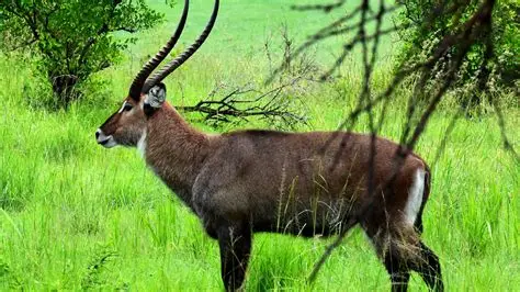 Lake Mburo National Park photo 1