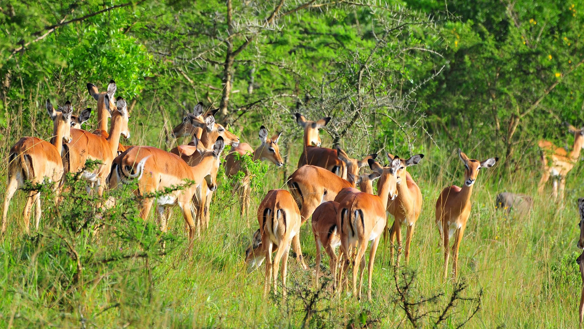 Lake Mburo National Park photo 3
