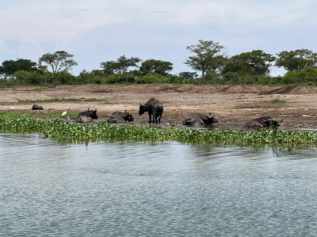 Queen Elizabeth Safaris