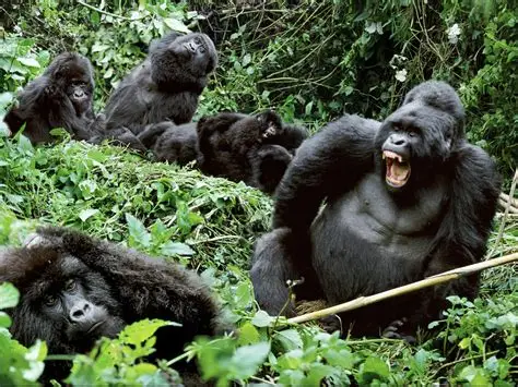 Bwindi Family Trek