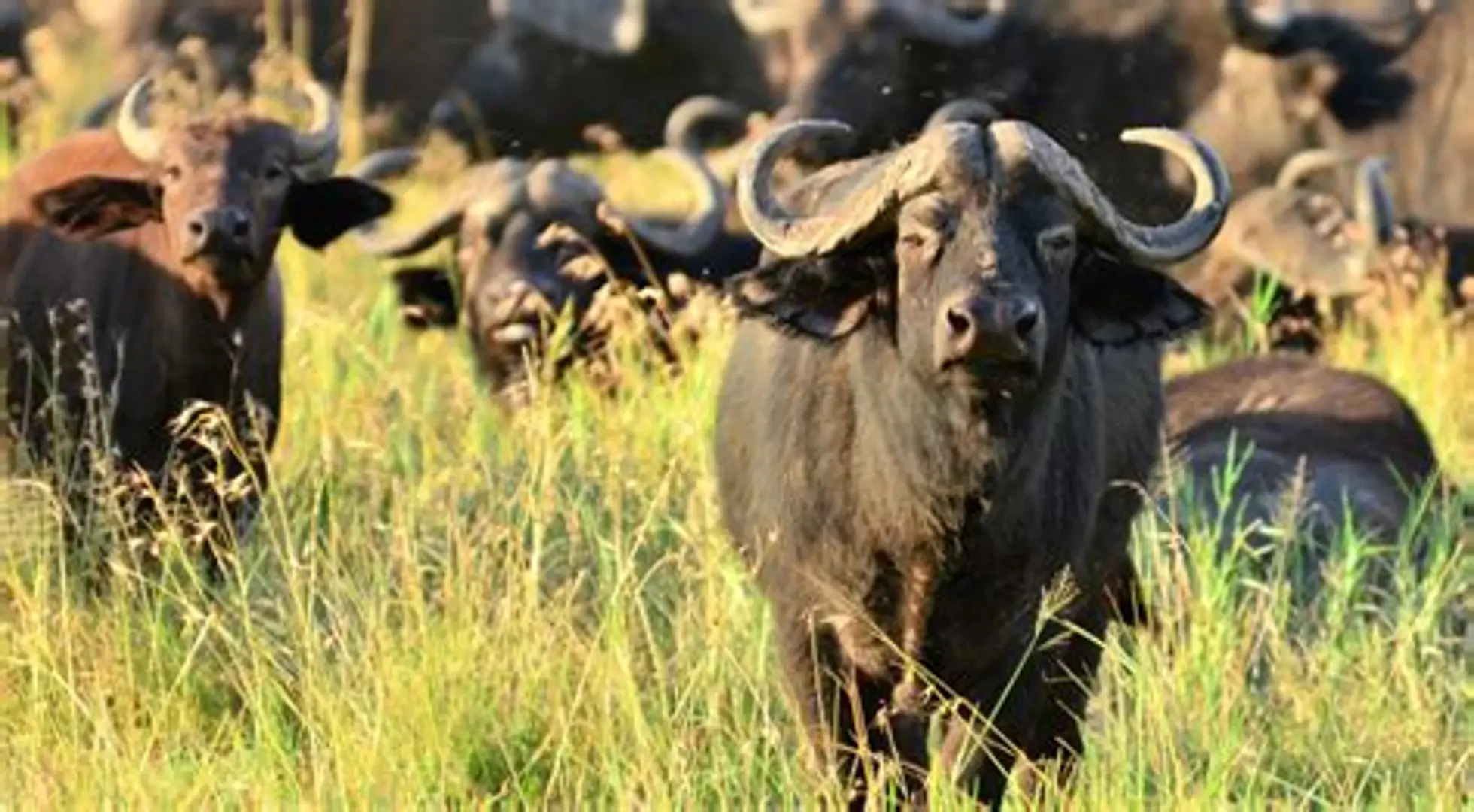 Queen Elizabeth Game Drive photo 6