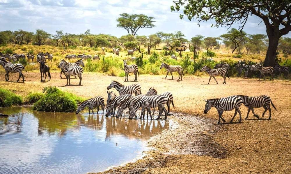 Savanna Safaris