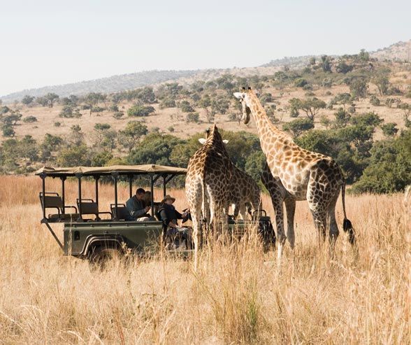 Custom Private Safaris photo 4