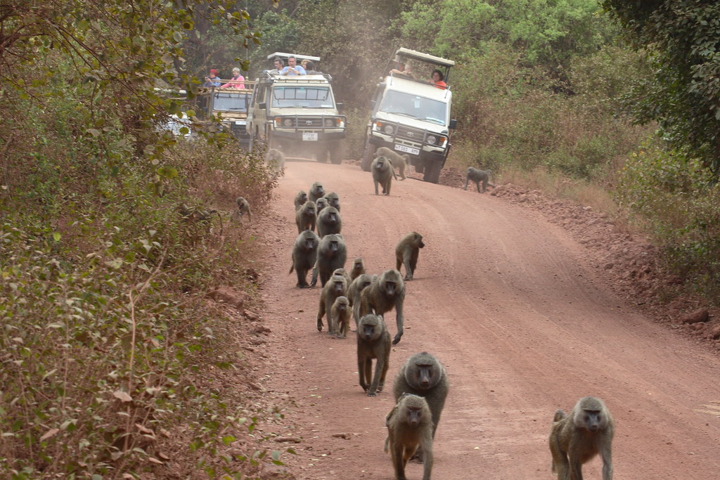 Chimpanzee Tracking photo 1