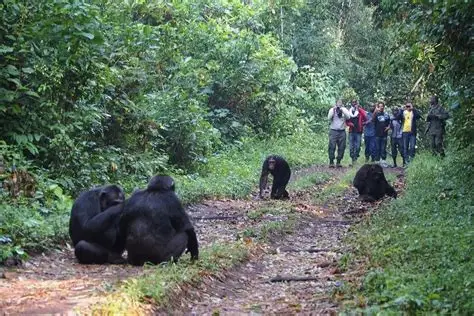 Chimpanzee Tracking photo 3