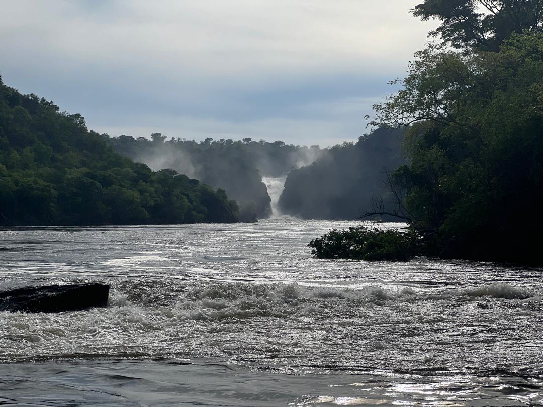 Gorilla Trekking photo 2