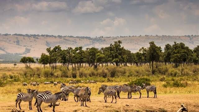 Savanna Safaris photo 1