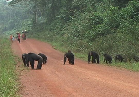Chimpanzee Tracking photo 2