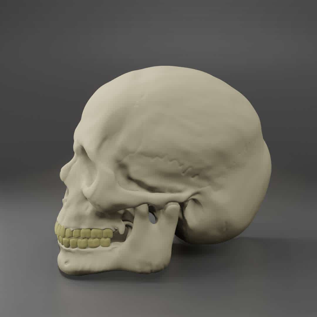 Anatomic Male Skull  - Realistic and very detailfull model of male human Skull, aproximate Dimensios of 140mm x 150mm.

Observation: Only one object - The best files for 3D printing in the world. Stl models divided into parts to facilitate 3D printing. All kinds of characters, decoration, cosplay, prosthetics, pieces. Quality in 3D printing. Affordable 3D models. Low cost. Collective purchases of 3D files.