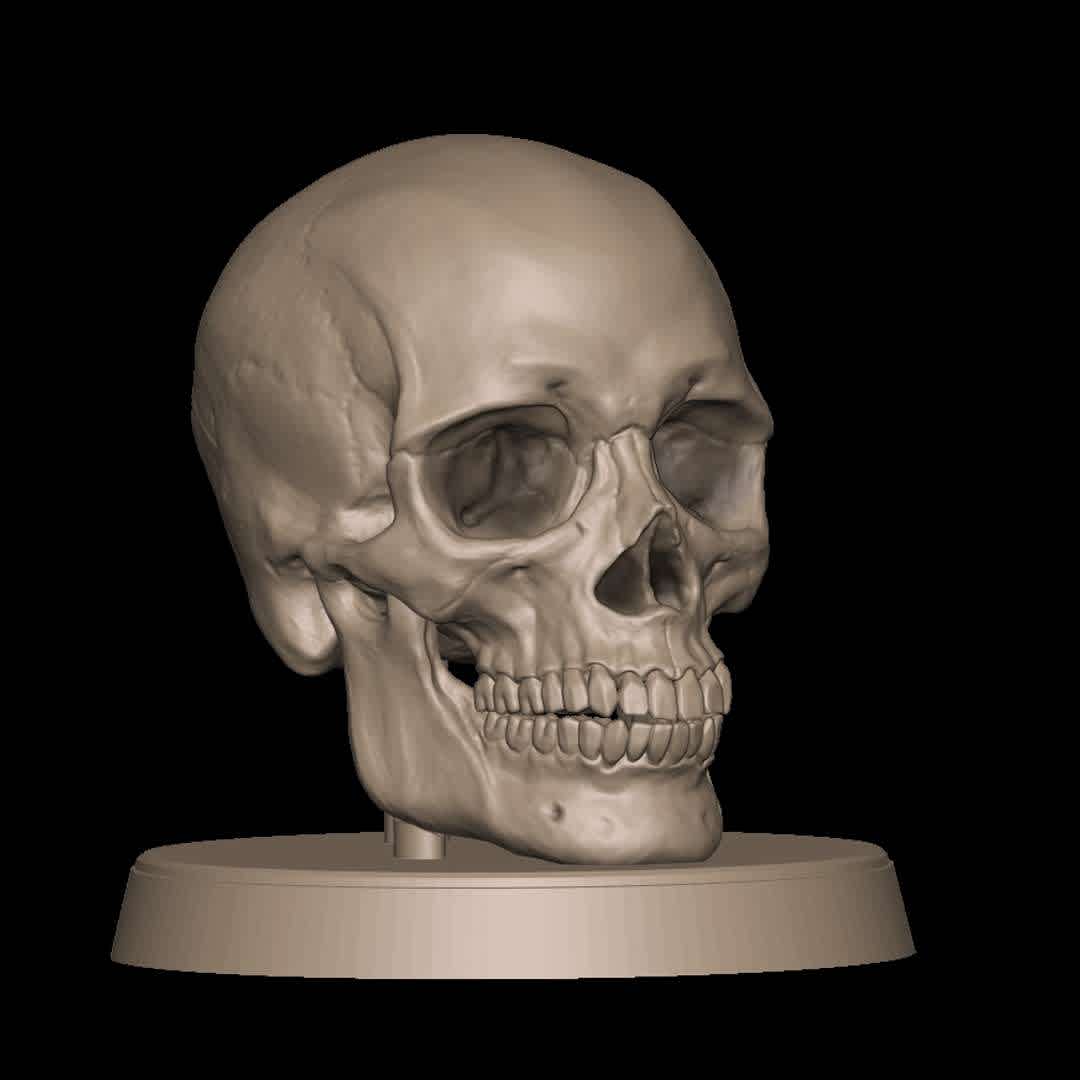 Human Skull - Realistic Human Skull - The best files for 3D printing in the world. Stl models divided into parts to facilitate 3D printing. All kinds of characters, decoration, cosplay, prosthetics, pieces. Quality in 3D printing. Affordable 3D models. Low cost. Collective purchases of 3D files.