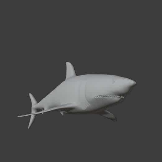 White Shark - Carcharodon carcharias, conhecido pelo nome comum de tubarão-branco, é uma espécie de tubarão lamniforme, sendo o peixe predador de maiores dimensões existente na atualidade. Um tubarão-branco pode atingir até 7 metros de comprimento e pesar até 2,5 toneladas.  - Os melhores arquivos para impressão 3D do mundo. Modelos stl divididos em partes para facilitar a impressão 3D. Todos os tipos de personagens, decoração, cosplay, próteses, peças. Qualidade na impressão 3D. Modelos 3D com preço acessível. Baixo custo. Compras coletivas de arquivos 3D.