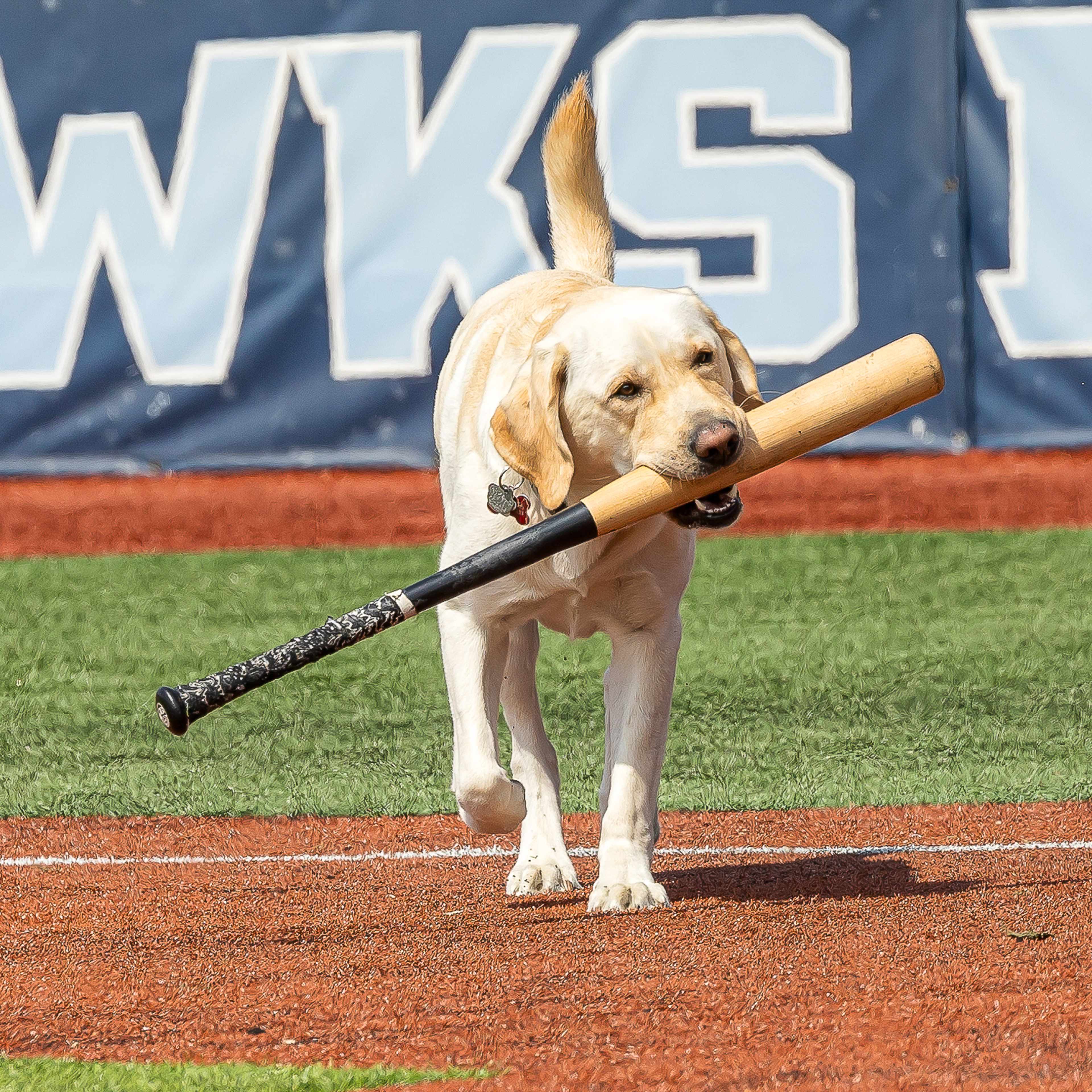 Golden lab dog holding baseball bat