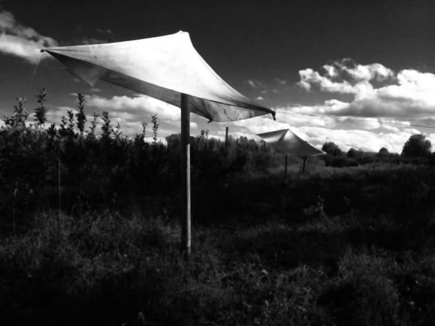 Fabricated Landscape: Tensile Form in Horticultural Space