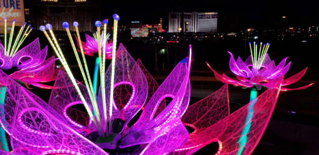 Interactive Lotus Blossoms
