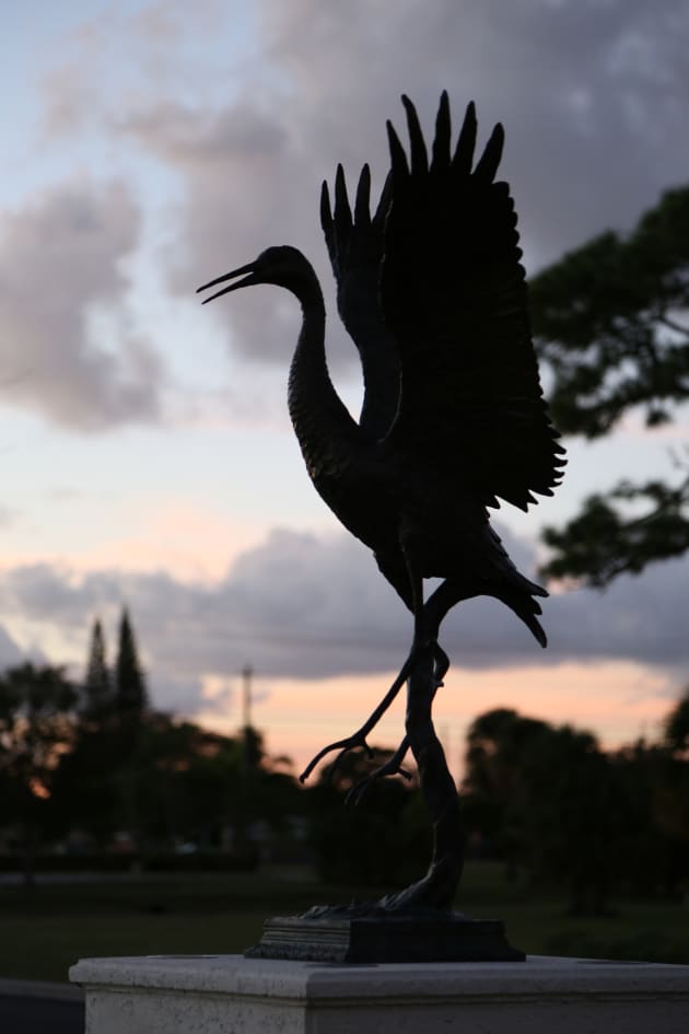 Birds on Colorado Avenue