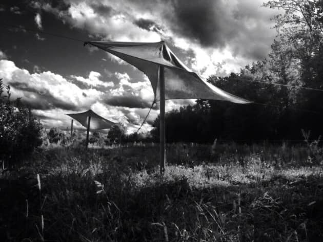 Fabricated Landscape: Tensile Form in Horticultural Space