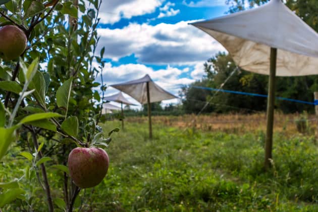 Fabricated Landscape: Tensile Form in Horticultural Space