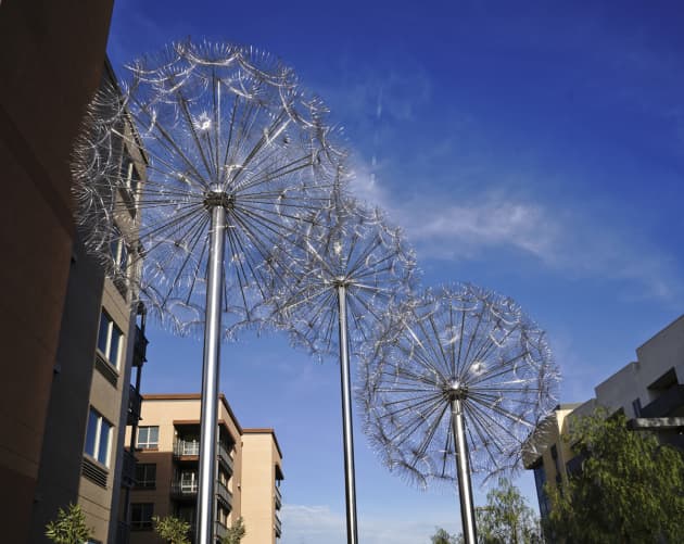 Dandelions San Mateo
