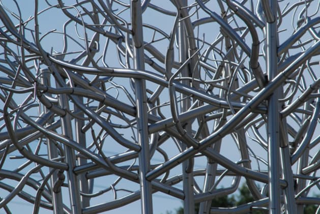 Stand of Birch